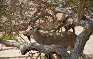 מטיילים בסטורי: 6 טיולים ומקומות טבע שמצטלמים מושלם (2)
