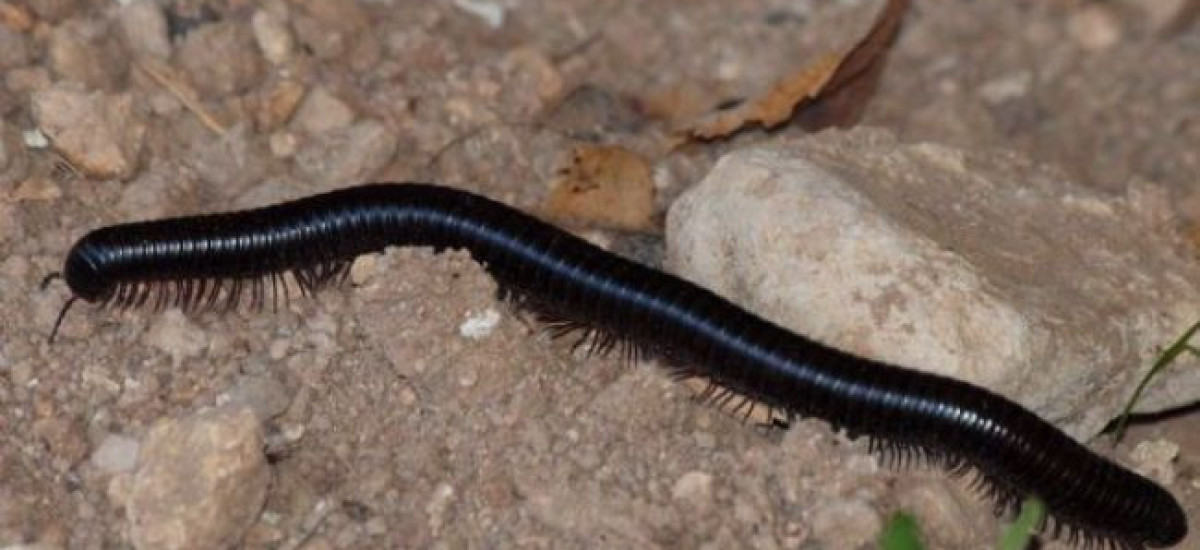 רברגל שחור (1)