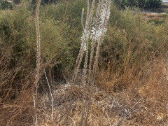 חצב מצוי - צילום של Iddo_3270859 - למטייל בישראל (טיולי) 4