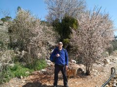 שקד מצוי - צילום של Iddo_3270859 - למטייל בישראל (טיולי)