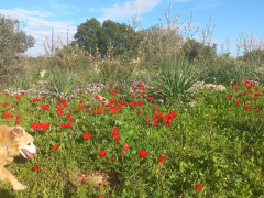 עירית גדולה - צילום של Iddo_3270859 - למטייל בישראל (טיולי) 2