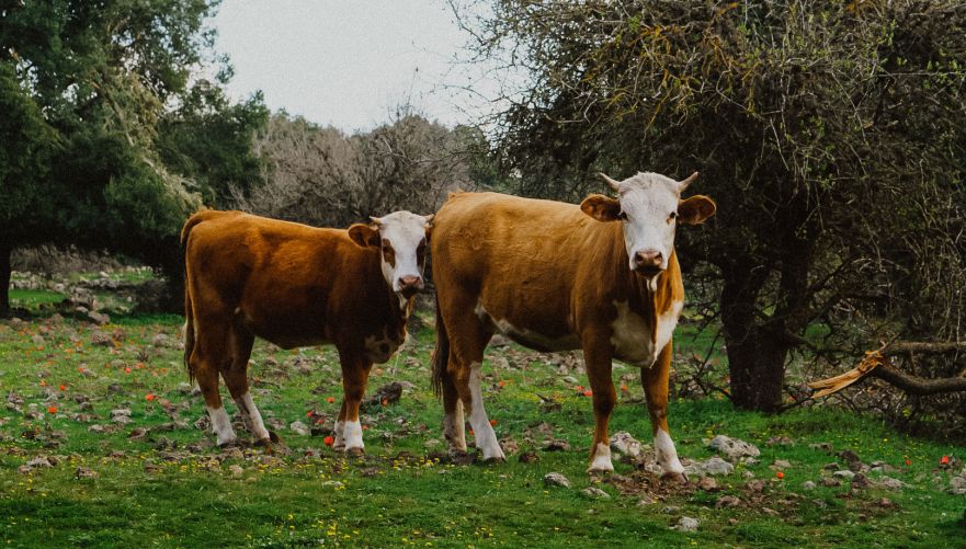 תראו את מי פגשנו בגובה הגדולה | צילום: אנה פיליפנקו