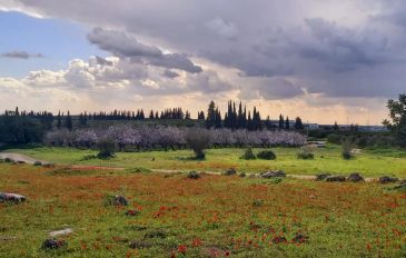 יער המלאכים בשחריה (2)