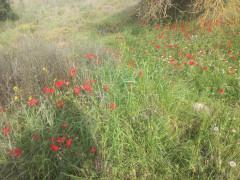 נורית אסיה - צילום של Iddo_3270859 - למטייל בישראל (טיולי) 5
