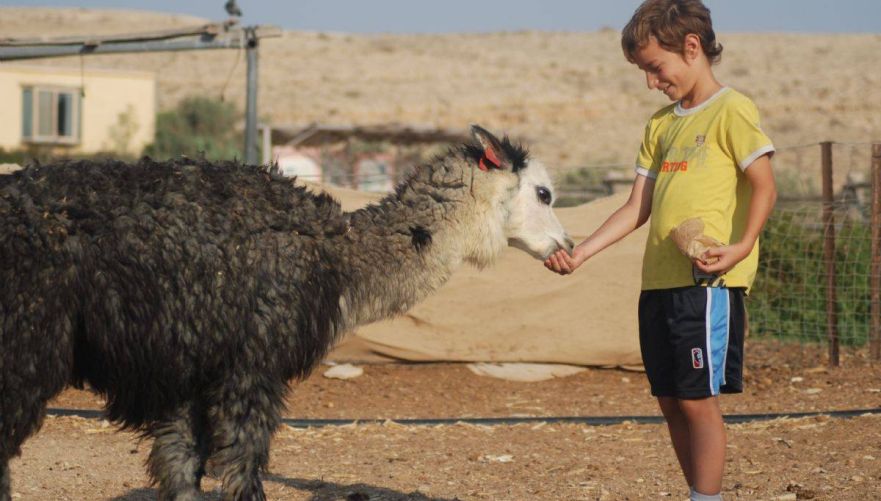 חוות האלפקות | צילום: אלדד מזומן