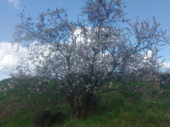 שקד מצוי - צילום של Iddo_3270859 - למטייל בישראל (טיולי) 2