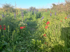 כלנית מצויה - צילום של Iddo_3270859 - למטייל בישראל (טיולי)