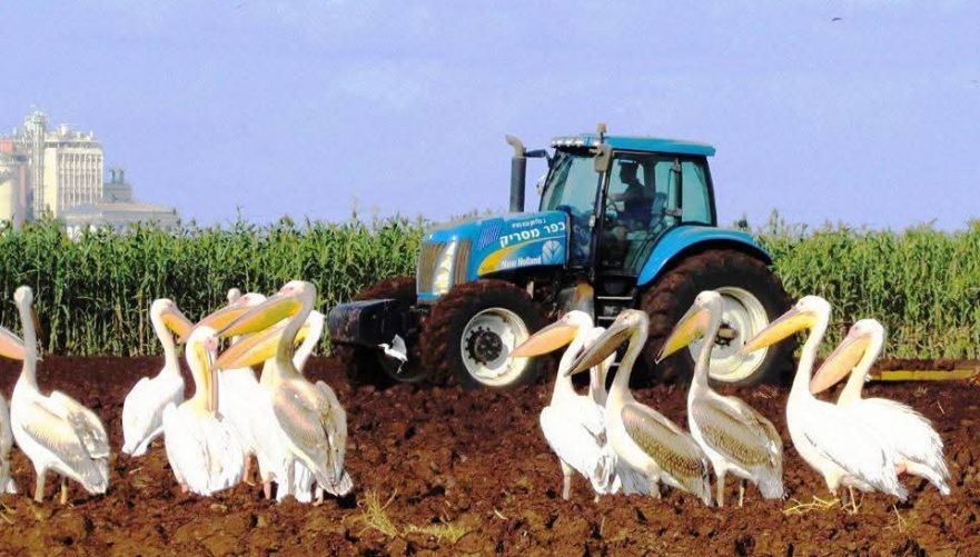ציפורים בכפר מסריק | צילום: נעמי זינגר