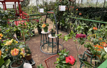 חוות ההיביסקוס הסיני - שפלת יהודה: 7 חוויות כפריות בין נופים, טעמים ואנשים שכדאי להכיר (2)