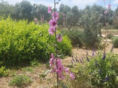 חוטמית זיפנית - צילום של אוהבת הארץ - למטייל בישראל (טיולי) 6