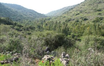 נחל מערות - ההר הירוק תמיד: שמורות הטבע היפות שעל הכרמל (2)