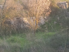 שקד מצוי - צילום של Iddo_3270859 - למטייל בישראל (טיולי) 10
