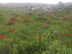 כלנית מצויה - צילום של Iddo_3270859 - למטייל בישראל (טיולי) 3