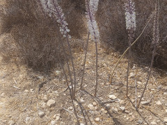 חצב מצוי - צילום של Iddo_3270859 - למטייל בישראל (טיולי) 9