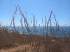 חצב מצוי - צילום של Iddo_3270859 - למטייל בישראל (טיולי) 2