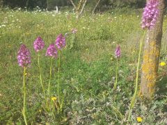 בן-סחלב צריפי - צילום של Iddo_3270859 - למטייל בישראל (טיולי) 4