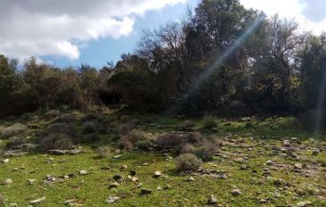 עין אשחר ועין מירב: מסלול מעגלי בין מעיינות נחל געתון (3)