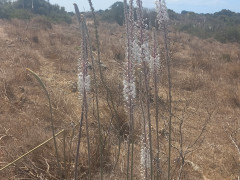 חצב מצוי - צילום של Iddo_3270859 - למטייל בישראל (טיולי)