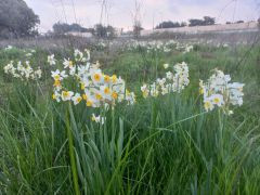 נרקיס מצוי - צילום של Iddo_3270859 - למטייל בישראל (טיולי)