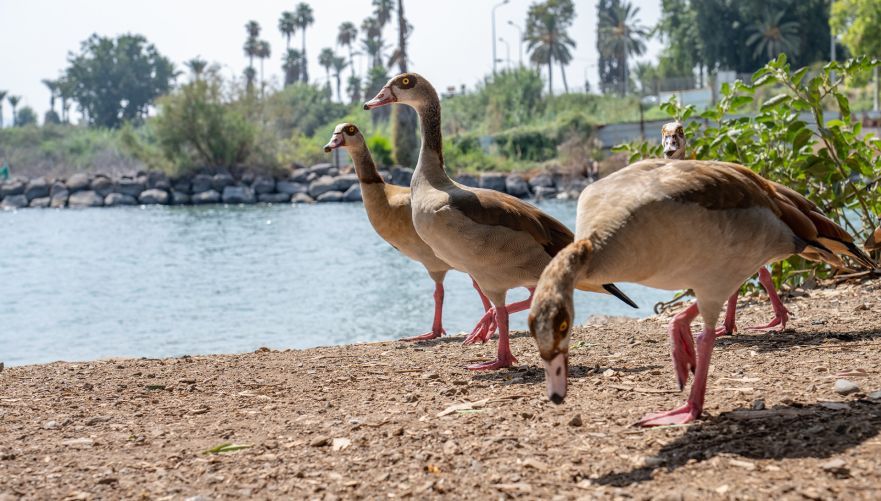 צילום: באדיבות חניון ירדן כנרת
