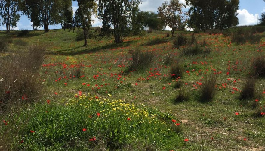 וכל היופי הזה עוד לפני שיא הפריחה | צילום: תהילה ברק