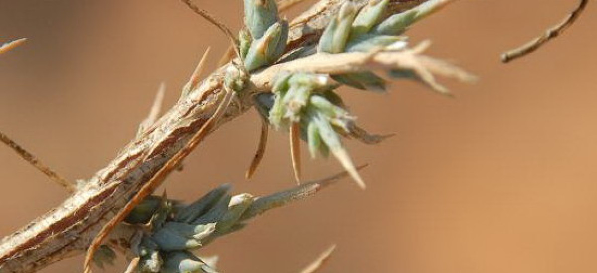 נואית קוצנית (1)