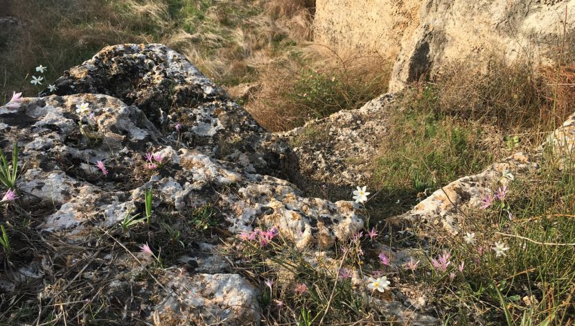 סתוונית היורה ונרקיס סתווי בחורבת מלח - חורבת מלח (1)