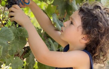 בואו להכין יין: פסטיבל בוצרים ונהנים במשק אופיר (2)