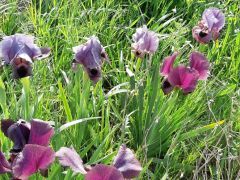 אירוס הגלבוע - צילום של flowerlover - למטייל בישראל (טיולי)