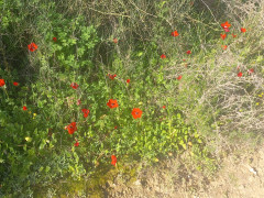 כלנית מצויה - צילום של Iddo_3270859 - למטייל בישראל (טיולי) 2