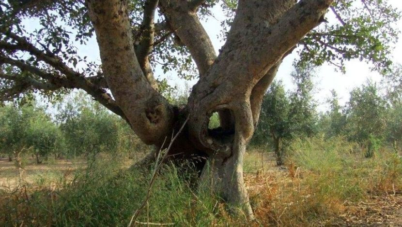 החור שבעץ - החור שבעץ - פינה רומנטית בין אשדוד לניצנים (1)