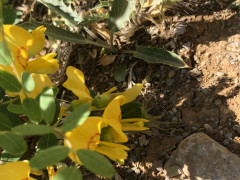 קרקש קיליקי - צילום של אלחי47 - למטייל בישראל (טיולי) 2