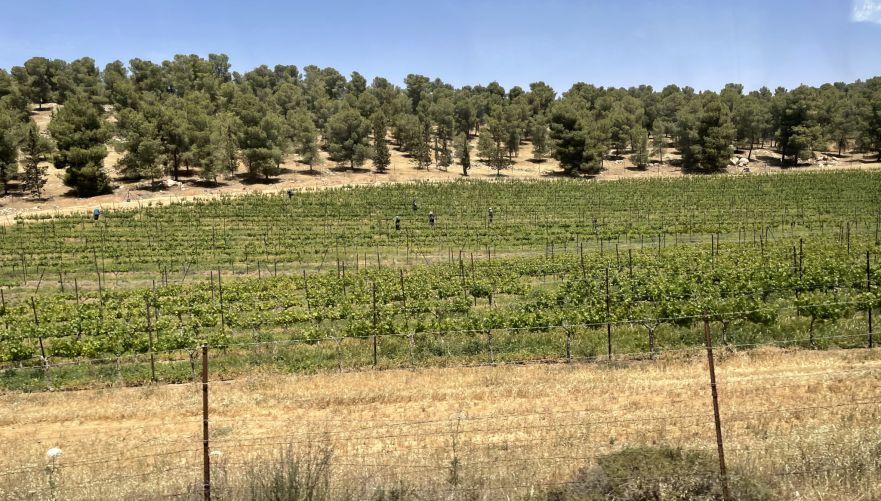 כרם באמצע יער יתיר | צילום: שיר בהר