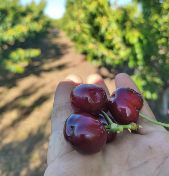 תמונה של פסטיבל הדובדבנים בגולן: כל המקומות לקטיף עצמי ברמה - למטייל בישראל (טיולי)