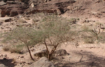 שיטת הנגב (2)