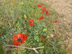 נורית אסיה - צילום של Iddo_3270859 - למטייל בישראל (טיולי) 4