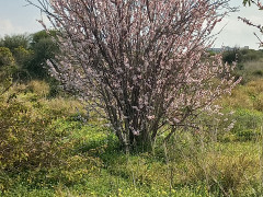 שקד מצוי - צילום של Iddo_3270859 - למטייל בישראל (טיולי) 4