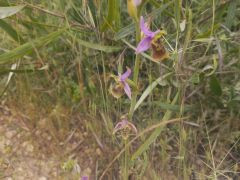 דבורנית גדולה - צילום של Iddo_3270859 - למטייל בישראל (טיולי) 9