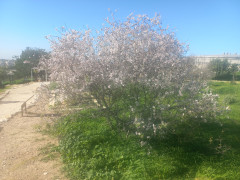 שקד מצוי - צילום של Iddo_3270859 - למטייל בישראל (טיולי) 4