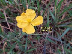 לוטמית ערבית - צילום של שמואל65 - למטייל בישראל (טיולי)