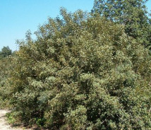 תמונת של אלת המסטיק