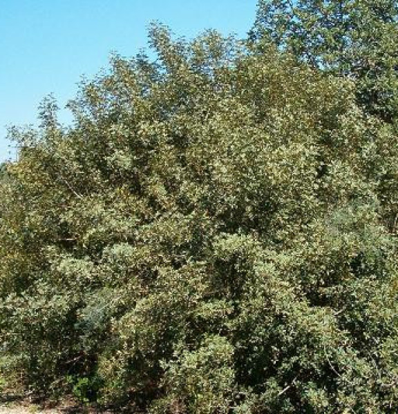 תמונה של אלת המסטיק - למטייל בישראל (טיולי)