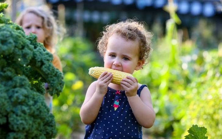 כי אין כמו תירס מתוק | צילום: קלחים ומבוכים