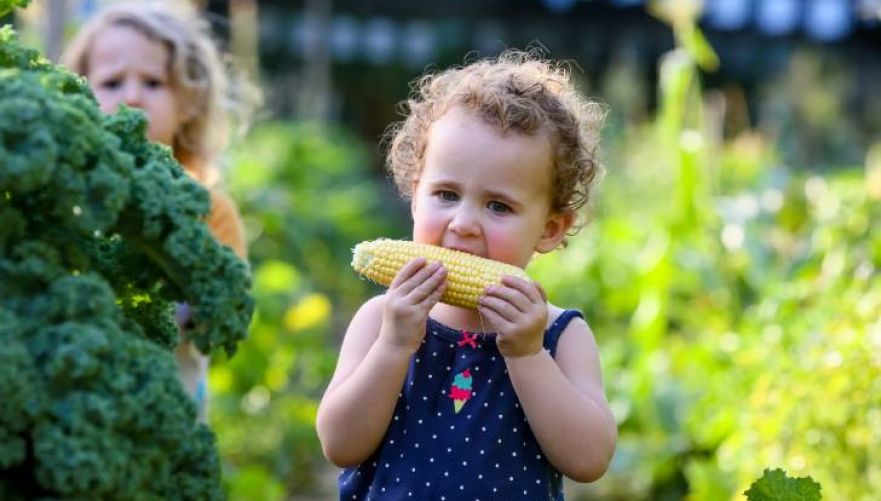 כי אין כמו תירס מתוק | צילום: קלחים ומבוכים