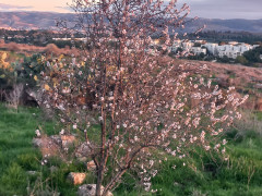 שקד מצוי - צילום של Iddo_3270859 - למטייל בישראל (טיולי) 2
