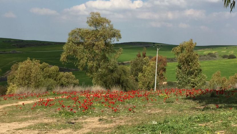 בתרונות רוחמה (1)