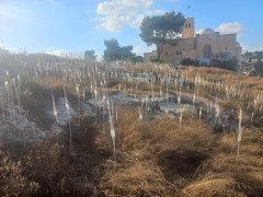 חצב מצוי - צילום של Iddo_3270859 - למטייל בישראל (טיולי)
