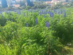 תורמוס ההרים - צילום של Iddo_3270859 - למטייל בישראל (טיולי)
