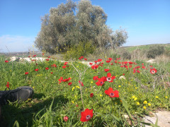 כלנית מצויה - צילום של Iddo_3270859 - למטייל בישראל (טיולי) 3