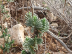 צתרנית משובלת - צילום של ליאור קינן - למטייל בישראל (טיולי) 2